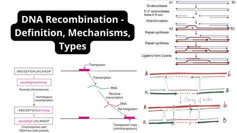 Dna Recombination Definition Mechanisms Types