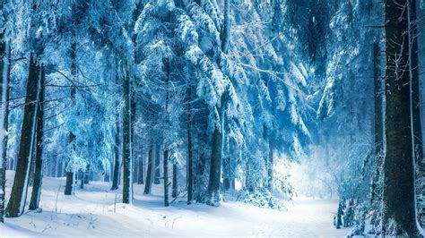 Nature Winter Snow Landscape Trees Forest Frost Branch Wallpapers Hd Desktop And Mobile