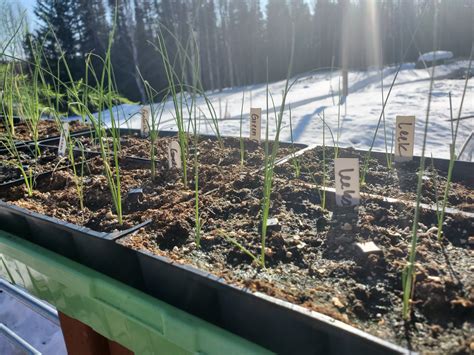 Hardening Off Schedule For Indoor Grown Seedlings
