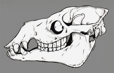 Artstation Camel Skull