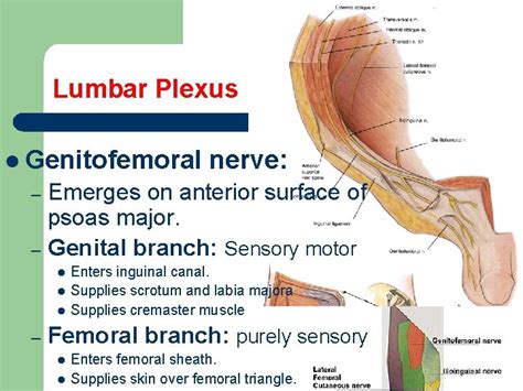 Nerves Of Lower Limb Dr Fadel Naim Orthopedic
