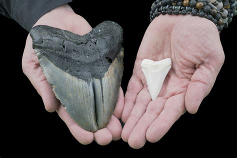 Megalodon Tooth Size