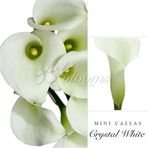 Mini Callas White Chrystal Pack 80 Stems Ebloomsdirect Eblooms Farm