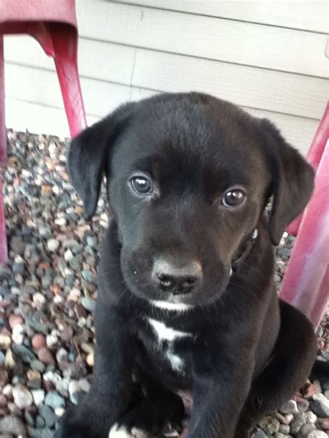 This Is Brodie My Puppy Black Lab Husky Mix Too Cute Cute Dogs