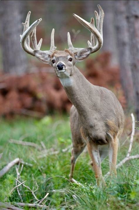 Beautiful Whitetail Buck On The Lookout For Signs Of Danger