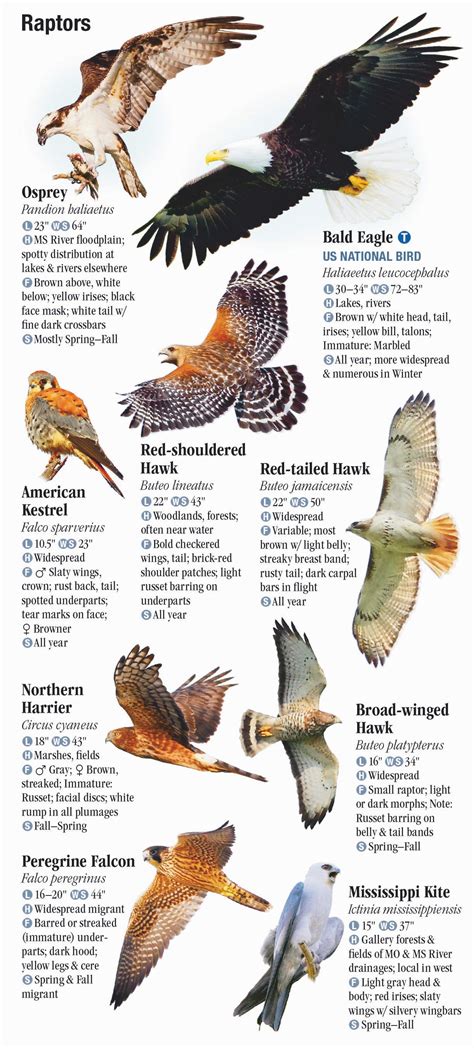 Birds Of Missouri Quick Reference Publishing