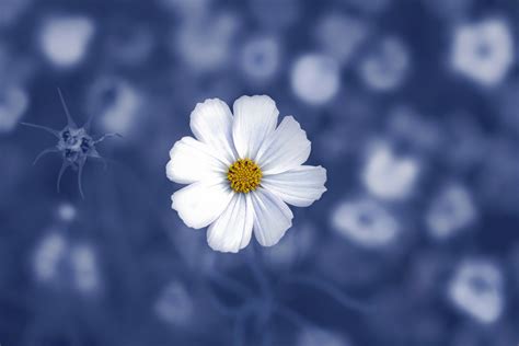macro, Blue, White, Flowers, Plants, White flowers Wallpapers HD