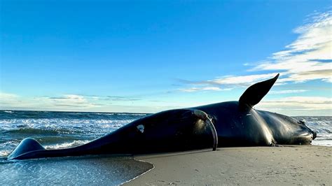 4th Whale Death In Region Reported In Va Beach Officials Say