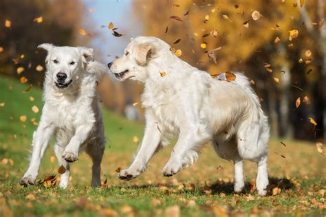 Treating Fall Allergies In Dogs Allivet Pet Care Blog