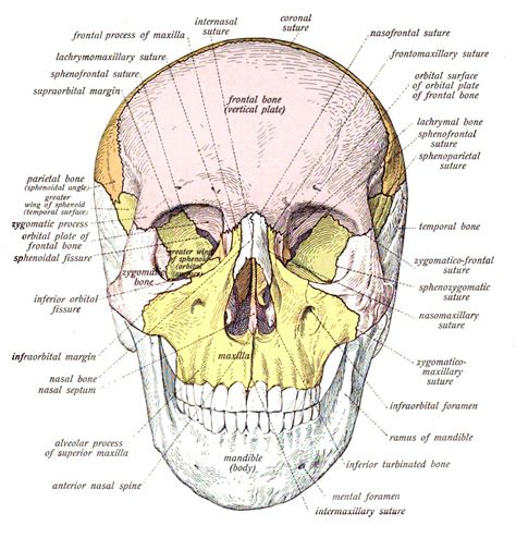 The occipital bone forms the back of the skull and the base of the cranium. Human skull - Wikiwand