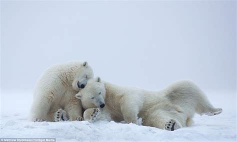 Polar Bear Cubs Scrap It Out In The Middle Of Alaskan Snow Storm But
