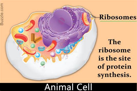The Structure And Function Of Ribosomes Explained Structure And
