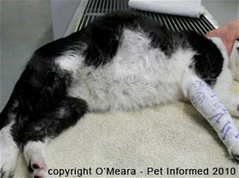 The cat must be taken to the vet. Feline Pregnancy Signs - How to Tell if Your Cat is Pregnant.
