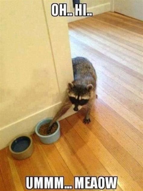Sneaky Raccoon Pictures Photos And Images For Facebook