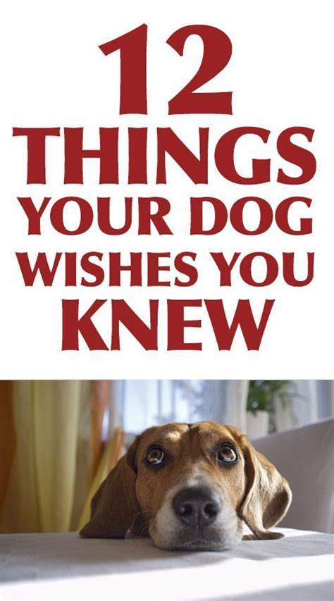 30 Things Your Dog Wishes You Knew Puppies Dog Care Dogs