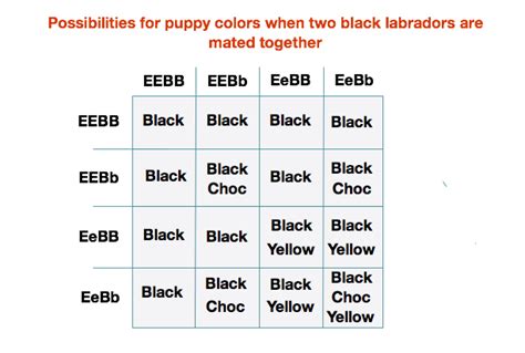 Labrador Colors The Secrets Of Labrador Color Inheritance Color