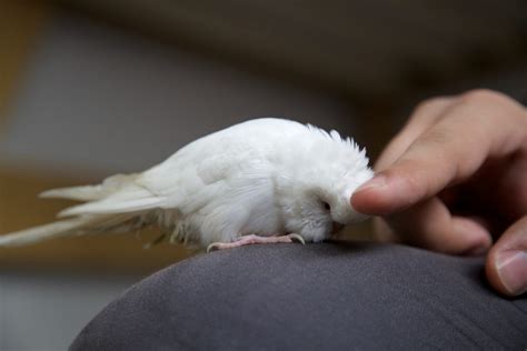 Easy And Effective Ways To Bond With Your Pet Bird
