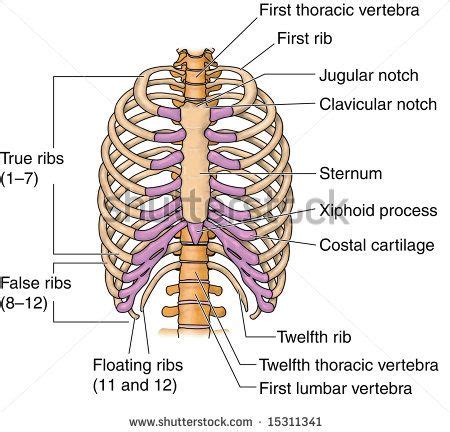 The ribs are a set of twelve paired bones which form the protective 'cage' of the thorax. ribs human | Human Rib Bones, Labeled Stock Photo 15311341 ...