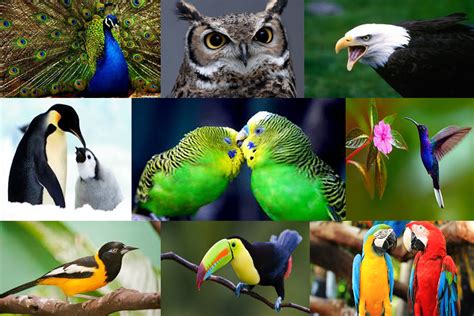 9 De Mayo Día Internacional De Las Aves México Ambiental