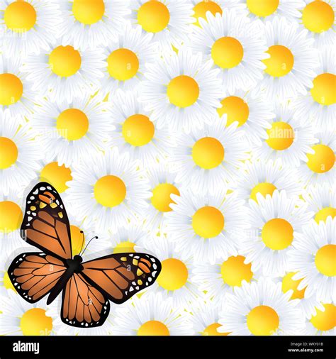 Monarch Butterfly On Daisies Stock Photo Alamy