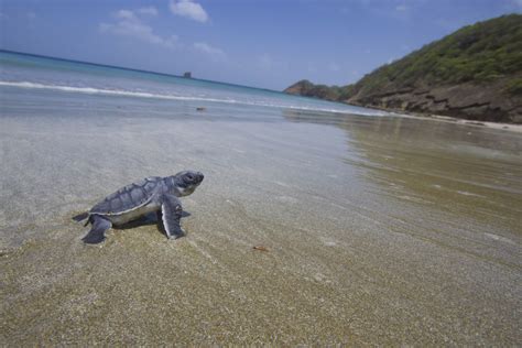 Sea Turtle Diet — See Turtles