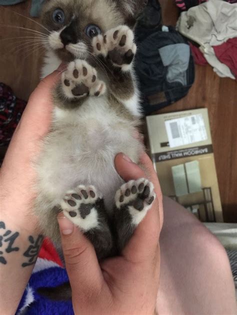 Polydactyl Cats With Extra Toe Beans To Worship Polydactyl Cat Cats