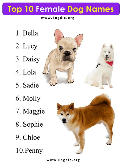 Top 10 Female Dog Names In 2023 24 Engdic