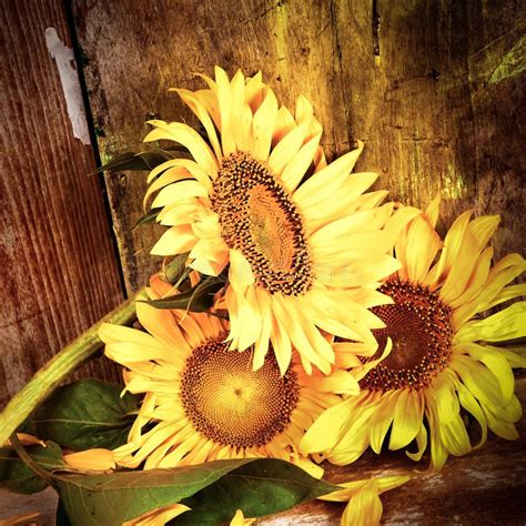 Sunflowers With A Grunge Rustic Wooden Background Stock Photo Image