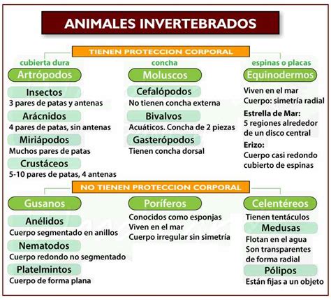 Mapa Mental Animales Invertebrados Clasificacion Invertebrados Images