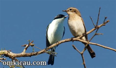 Suara asli burung decu jantan gacor untuk pancingan decu macet ngoceh akibat stres. Gambar Burung Decu Kembang Jantan Dan Betina | Gambar ...