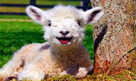 Female Sheep Names Cute Animal Names