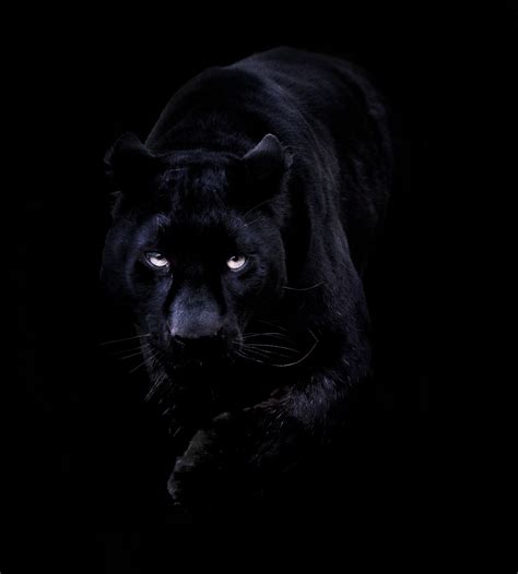 Image For Source Url Cool Black Panther Wallpaper