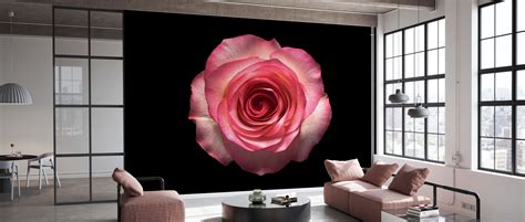 Rose Flower High Quality Wall Murals With Free Delivery Photowall