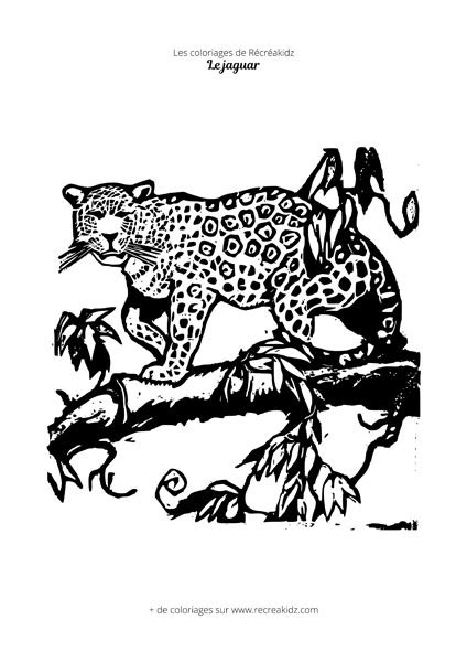 Coloriage Jaguar Difficile Dessin à Colorier And Imprimer En Pdf