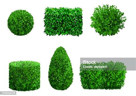 조경을위한 관상용 식물과 나무 세트 회양목에 대한 스톡 벡터 아트 및 기타 이미지 회양목 미국측백나무 벡터 Istock