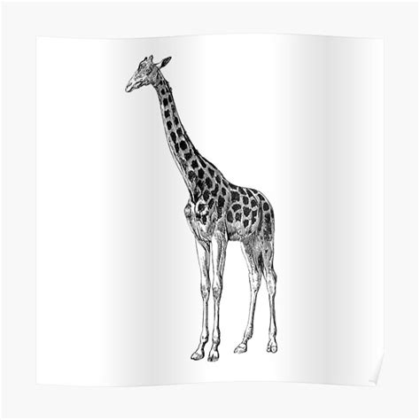 Giraffe Vintage Sketch Line Art Poster For Sale By Paulinawords