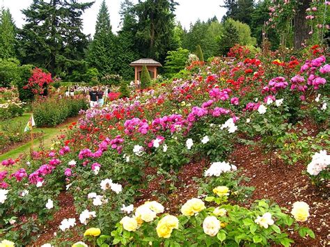 Corporate branding rights to the rose garden were awarded to moda health on august 13, 2013, when the portland trail blazers and moda health unveiled a community partnership. Portland rose garden's history lies in World War I