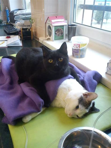 Cats Black Cats Cats As Healers Cat Nurse Rademenespoland Animal