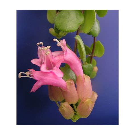 Aeschynanthus Thai Pink Lipstick Hanging Plant Carbeth Plants