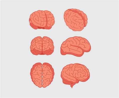 Brain Illustration Vector Vector Art And Graphics