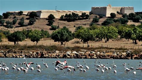 Jul 02, 2021 · the castro marim council will start testing the population next weekend after an increase in cases in the municipality, especially in the tourist area of altura, said the mayor. Castro Marim | www.visitportugal.com
