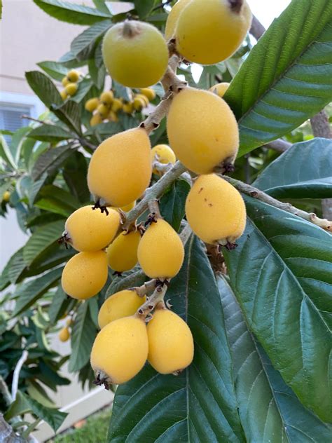 Loquat Fruits Bamboo Forever