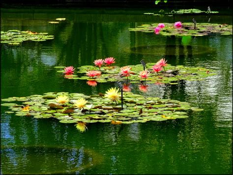 Water Lilies Pond Brooklyn Botanic Garden Dmitriy Fomenko Flickr