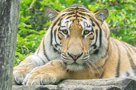 New Siberian Tiger Brought To Vienna Zoo From Portugal To Breed With