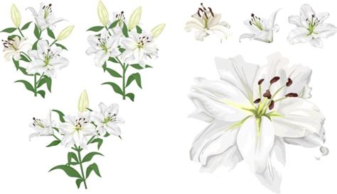 Easter Lily Meaning And Symbolism Lilies In The Bible Easter Lily Colors