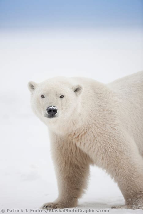 Polar Bear Arctic Alaska