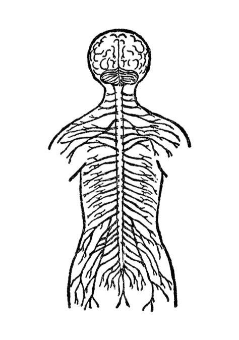 Hello everyone today i will show you how to draw neurone/ unit of nervous tissue. Central Nervous System Drawing at GetDrawings | Free download