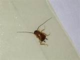 Photos of Nymph Cockroach