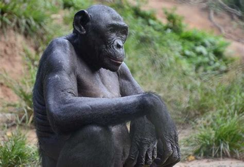 Is It Possible For A Chimpanzee And A Human To Be Hybridized Since 98