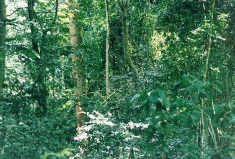 Congo Basin Examines Forest Management Monitoring Systems Business In